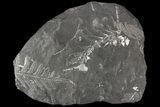 Wide Fossil Seed Fern Plate - Pennsylvania #79642-1
